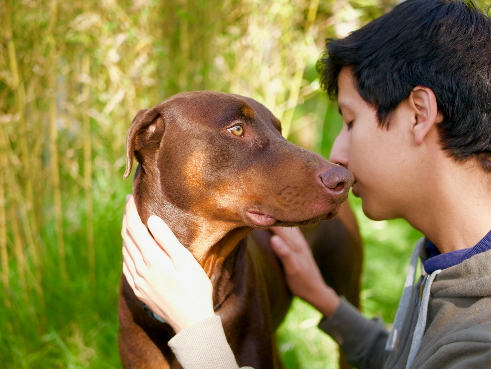 how do dog show affection