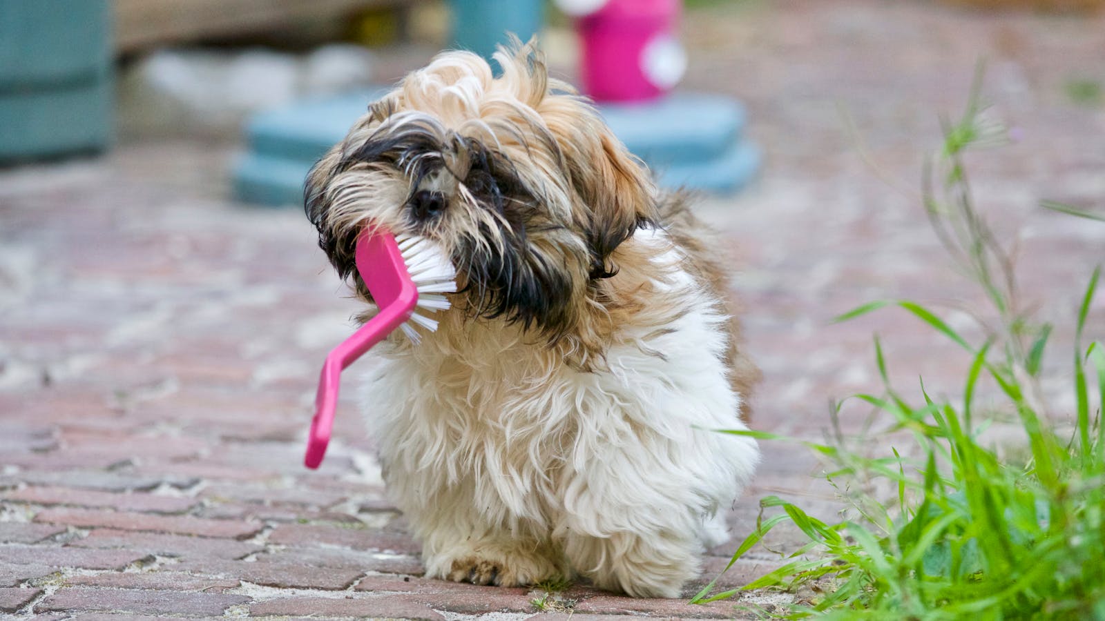 how many teeth does a dog have