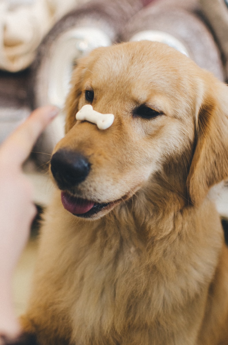 best puppy training treats