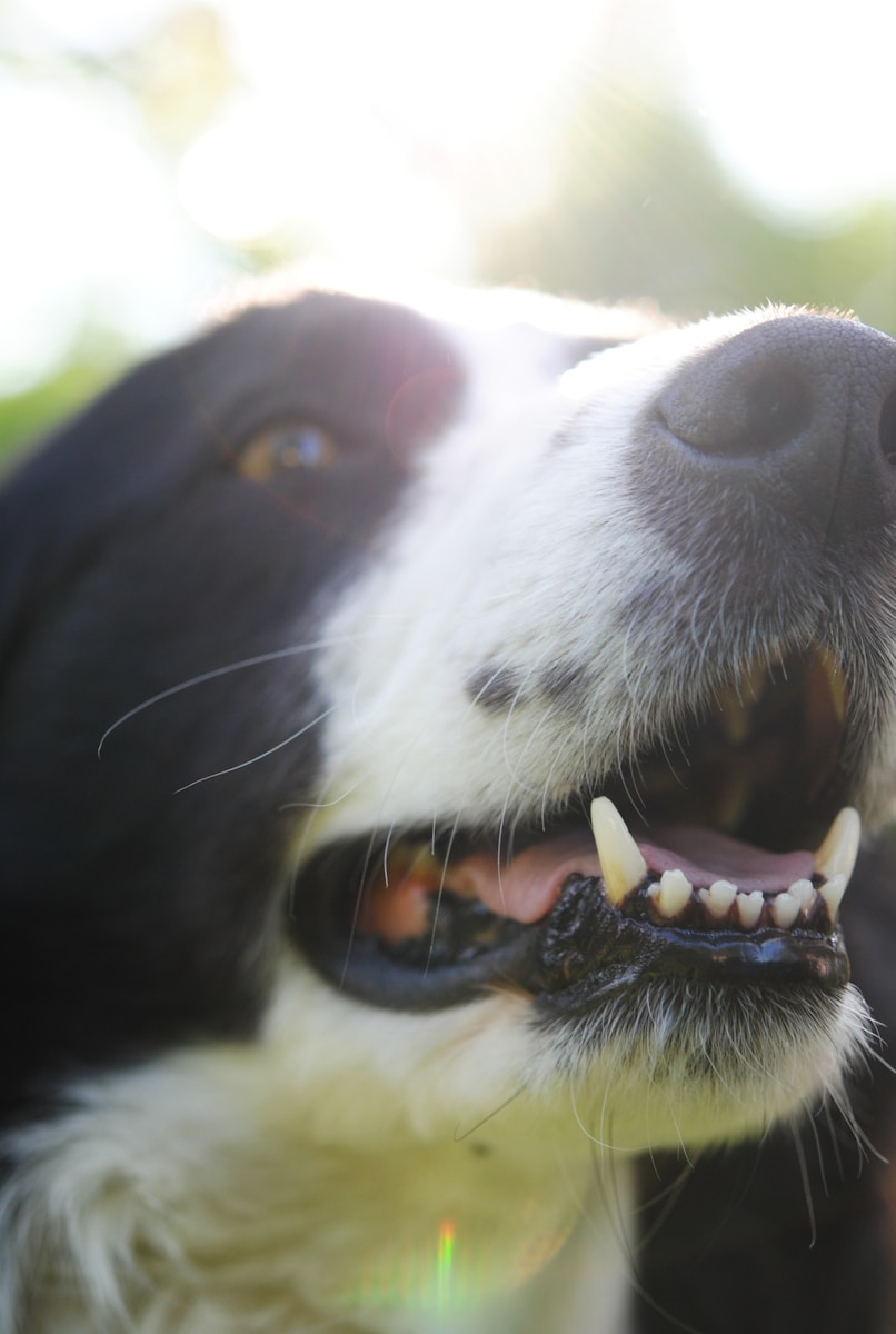 black and white border collie
