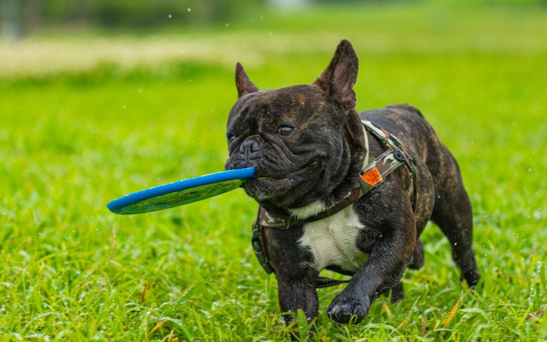 Kennel Cough Symptoms Every Dog Owner Should Know