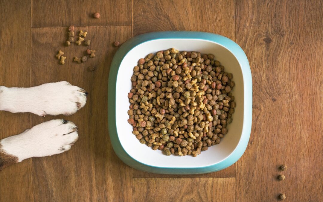 Why Is My Dog Not Eating His Food? Possible Reasons and Solutions