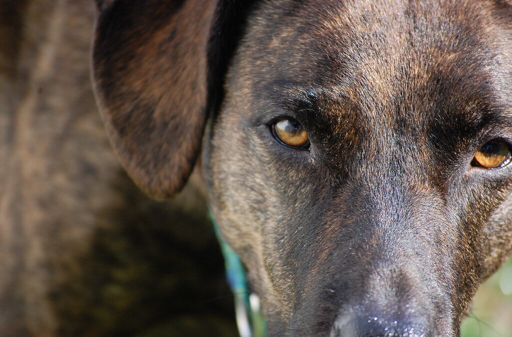 What Color Do Dogs See? | Understanding Canine Color Vision Explained