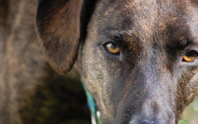 What Color Do Dogs See? | Understanding Canine Color Vision Explained