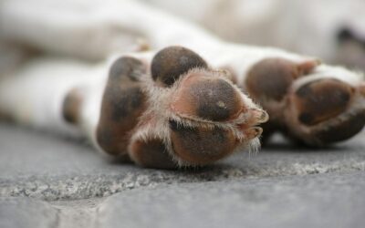 Dog Licking Paws? A Comprehensive Guide for Dog Owners