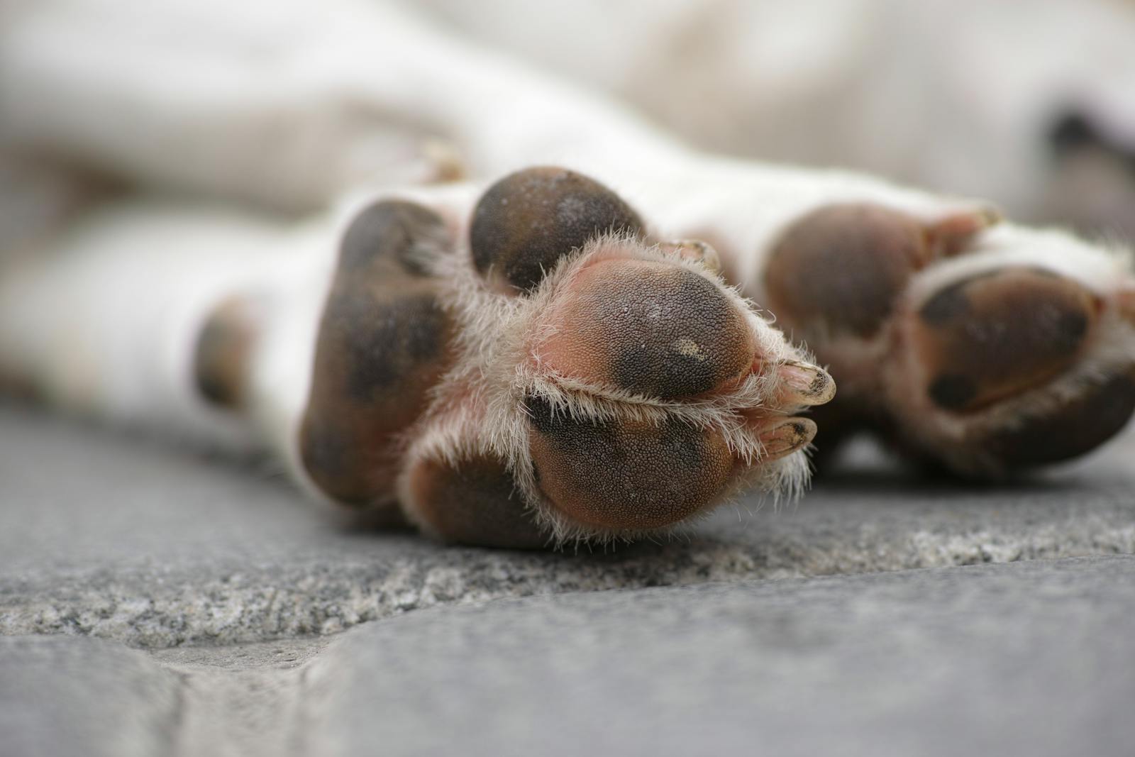 dog licking paws