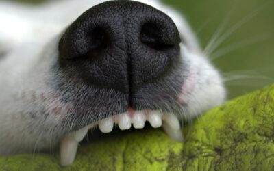How Many Teeth Does a Dog Have? A Guide to Canine Dentistry