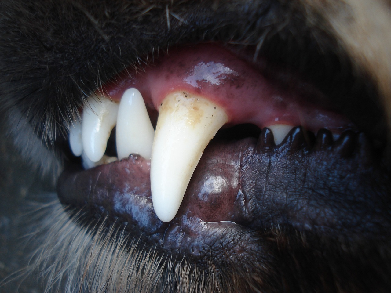 dogs, pet, animal, to bare, teeth, denture, fangs, dog