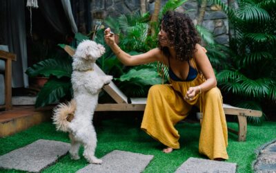 Best Dog Treats to Keep Your Pup Happy and Healthy