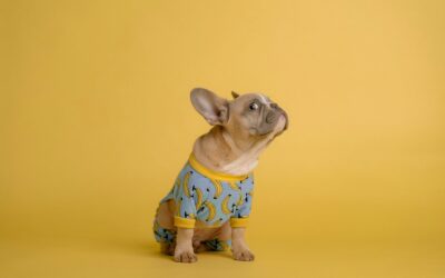 Understanding the Dog Side Eye: What It Means and Why It Happens
