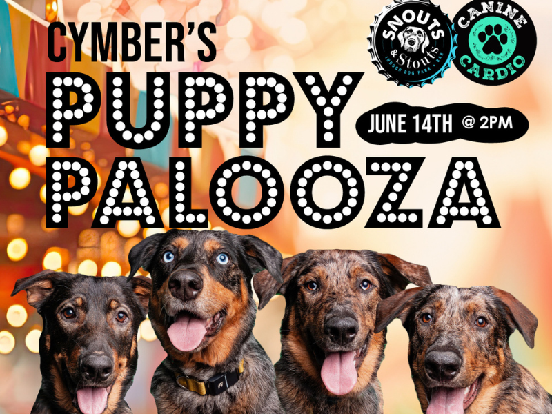 Cymber's Puppy Palooza