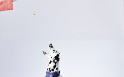 Can Dogs Eat Pineapple? Safety and Health Benefits