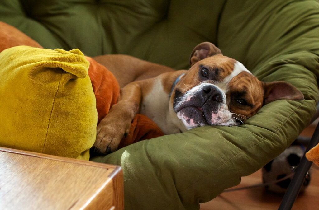 Need a Dog Diarrhea Home Remedy? We Got You!