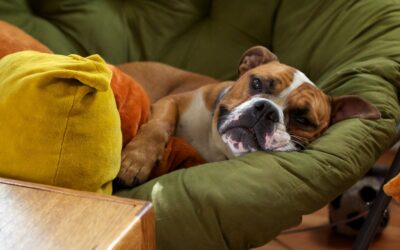 Need a Dog Diarrhea Home Remedy? We Got You!