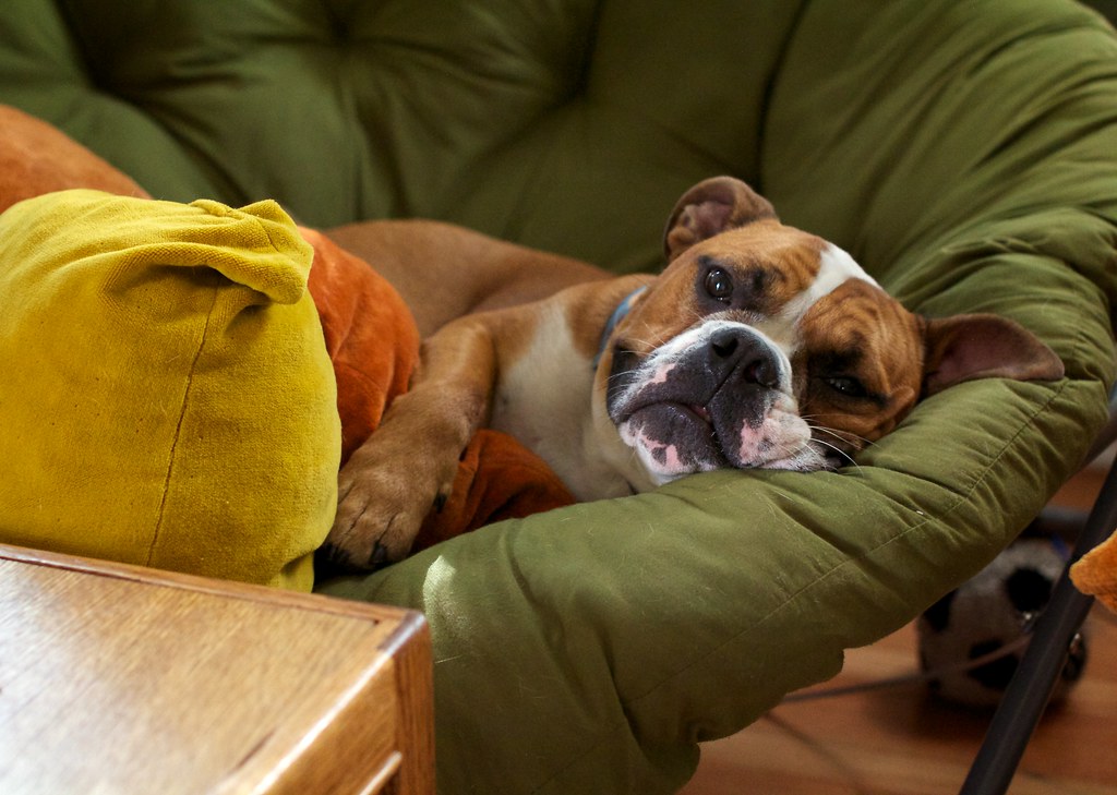 dog diarrhea home remedy