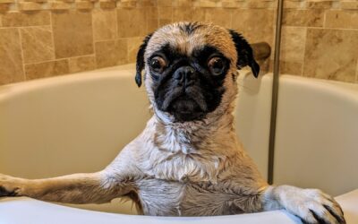 The Best Dog Shampoo for Itchy Skin A Comprehensive Guide for Happy, Healthy Pets