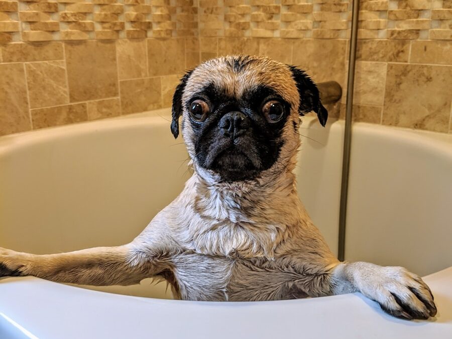 The Best Dog Shampoo for Itchy Skin A Comprehensive Guide for Happy, Healthy Pets