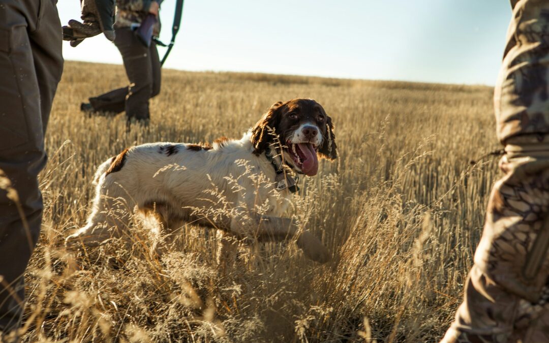 Top Types of Hunting Dogs: Your Guide to the Best Breeds for Fieldwork