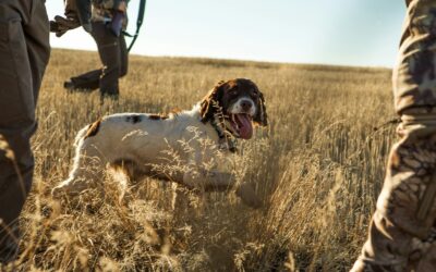 Top Types of Hunting Dogs: Your Guide to the Best Breeds for Fieldwork