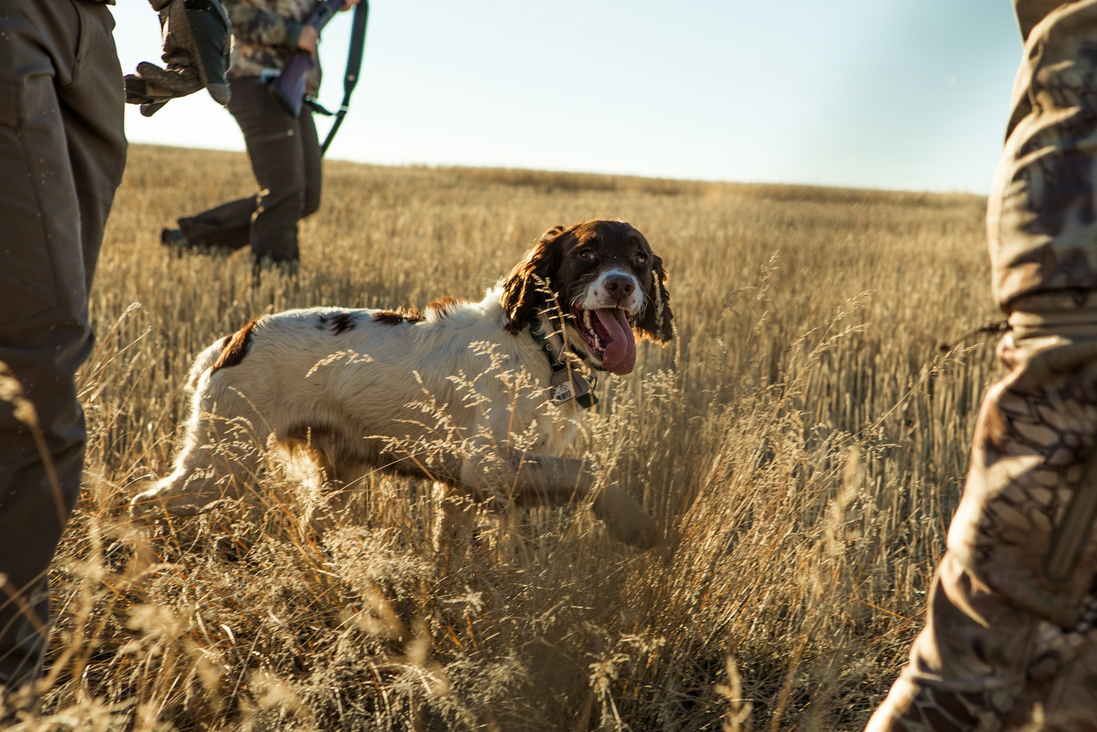 types of hunting dogs