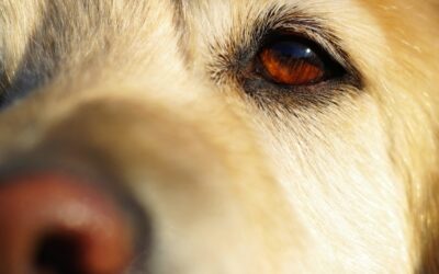 What Color Do Dogs See? An Eye-Opening Look at Canine Vision