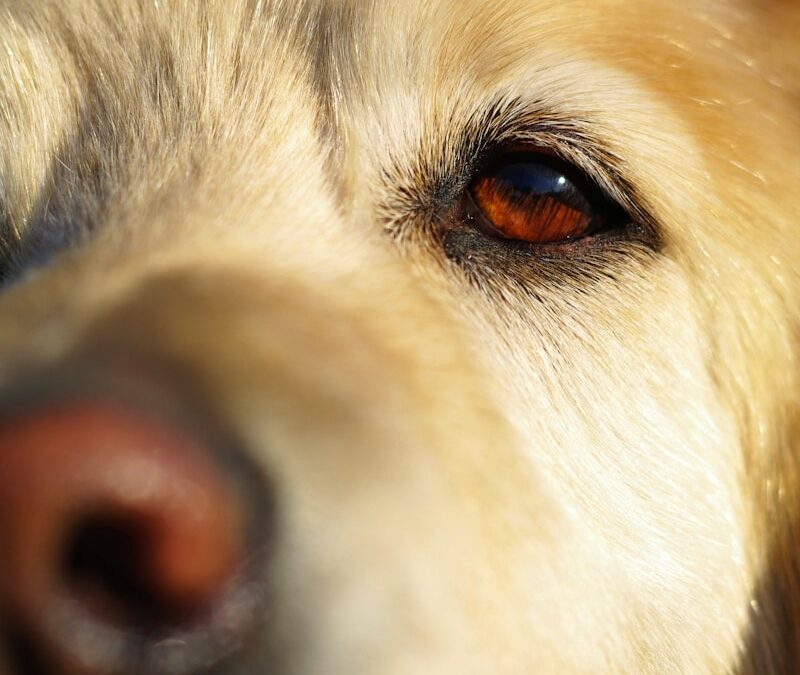 What Color Do Dogs See? An Eye-Opening Look at Canine Vision