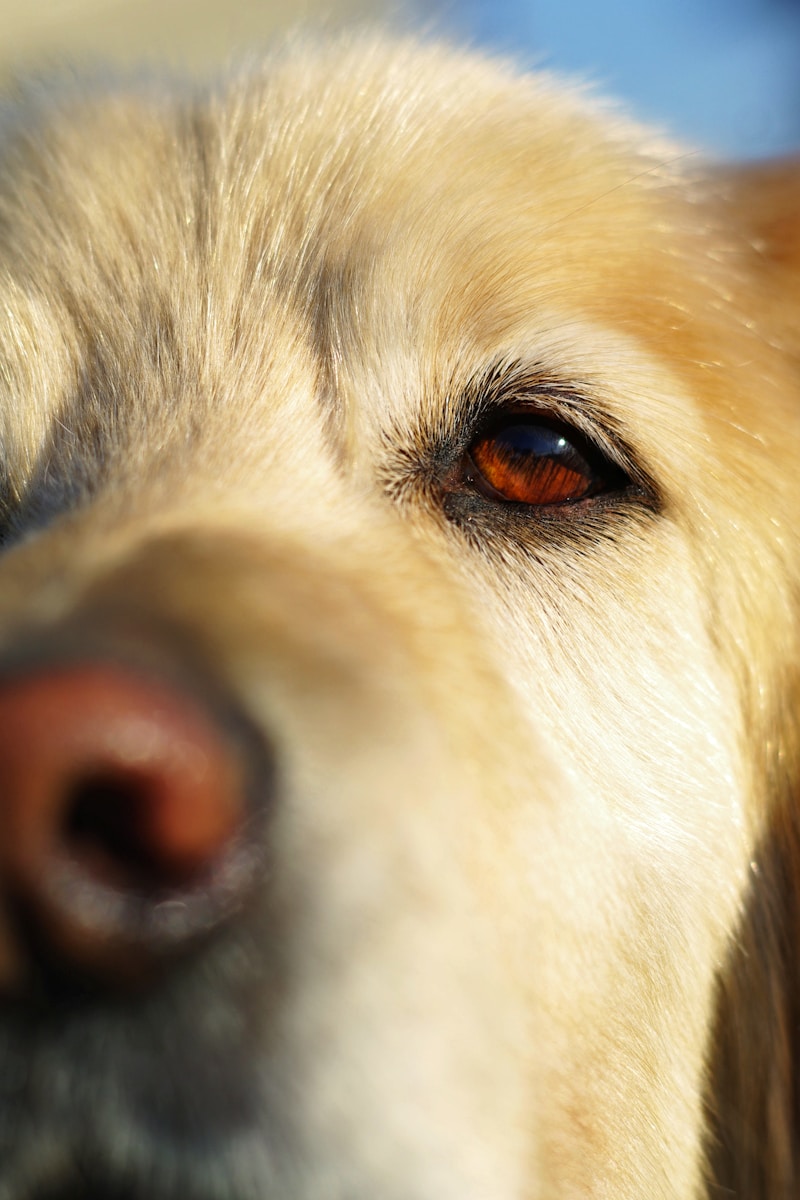 what color do dogs see