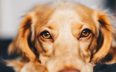 How Does a Dog Get Ringworm? Causes, Symptoms, and Treatments