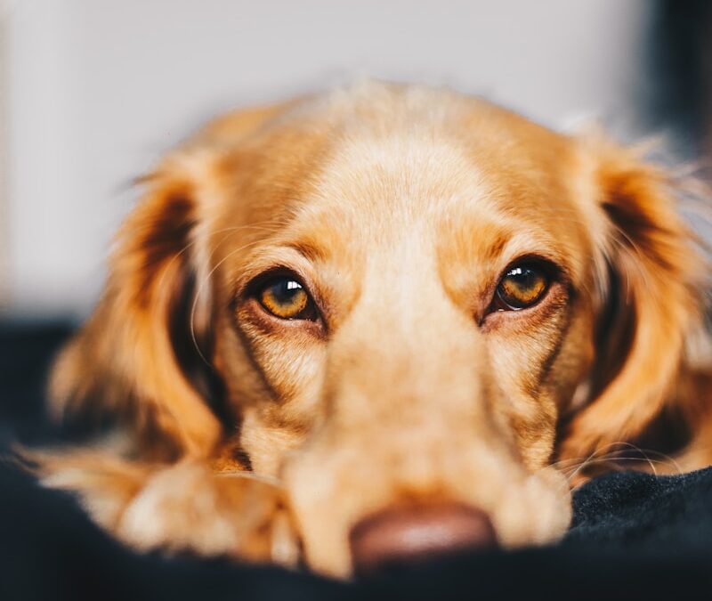 How Does a Dog Get Ringworm? Causes, Symptoms, and Treatments