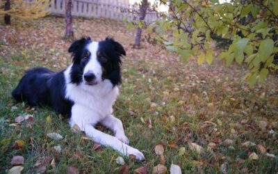 The Best Pet Friendly Weed Killer for a Safe and Beautiful Yard