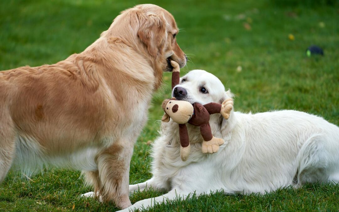 The Best Dog Toys for Endless Fun and Tough Playtime Adventures