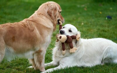 The Best Dog Toys for Endless Fun and Tough Playtime Adventures