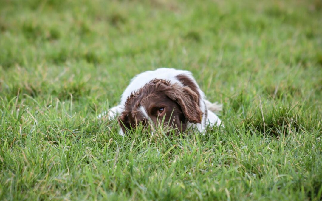 Why Do Dogs Eat Their Own Poop? How to Prevent It And Spot The Behavior Early