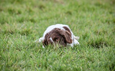 Why Do Dogs Eat Their Own Poop? How to Prevent It And Spot The Behavior Early