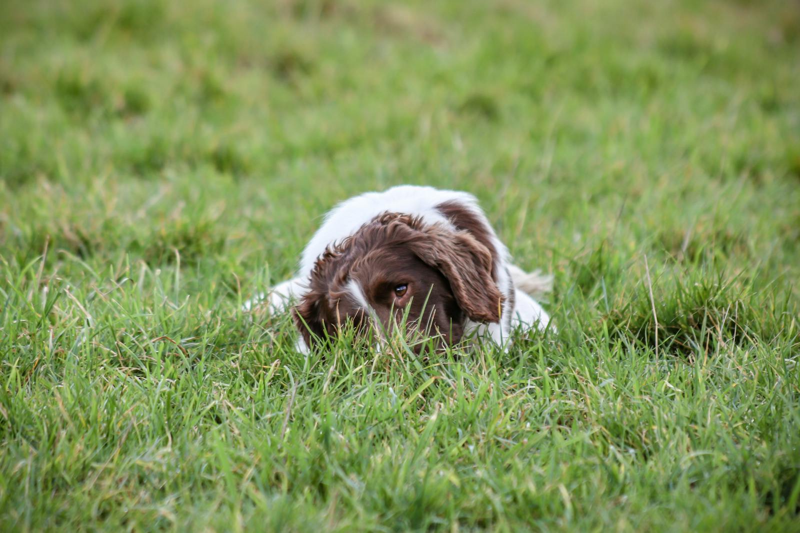why do dogs eat their own poop
