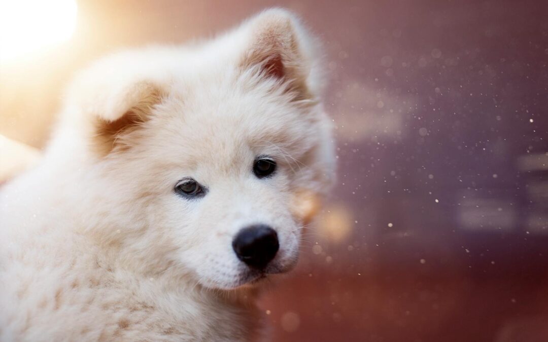 Guide to Puppy Socialization: Tips for Happy, Confident Dogs