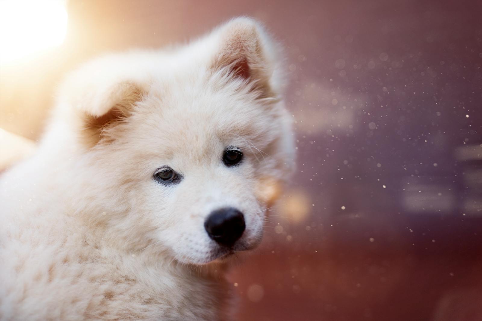 Captivating portrait of an adorable Samoyed puppy with a soft focus and cozy lighting. puppy socialization