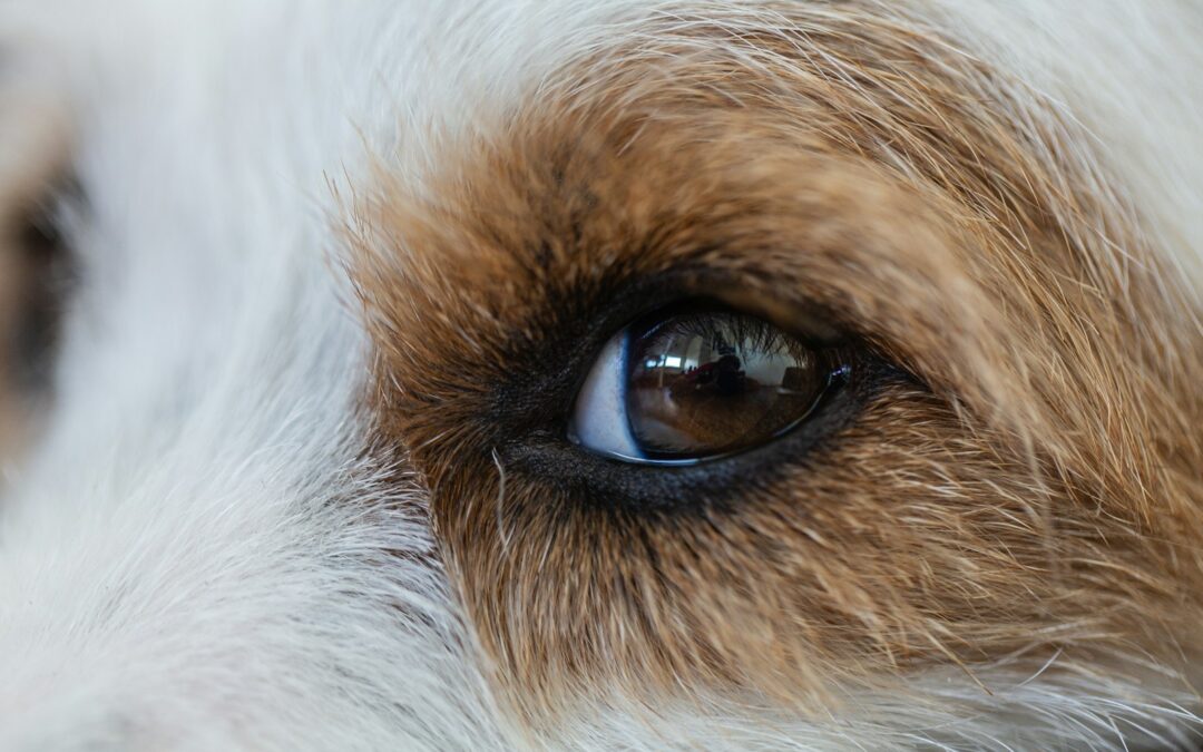 How Do Dogs See the World? Understanding Canine Vision and Perception