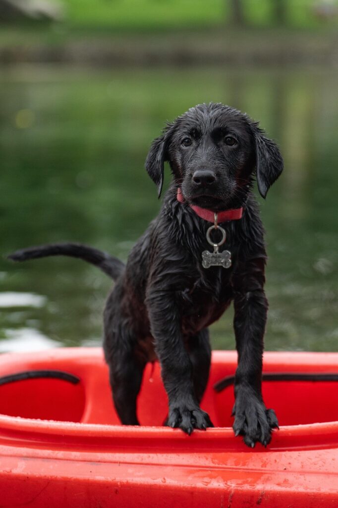 labrador, kayak, pet, nature, black labrador, border collie, dog, puppy, swimming, cute, animal