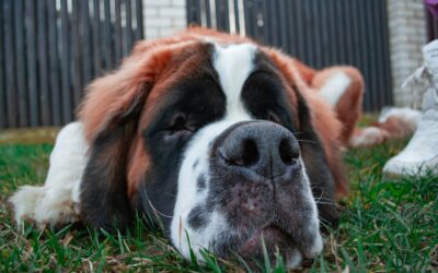 The Top Big Dogs: Breeds, Care Tips, and Facts You Need to Know