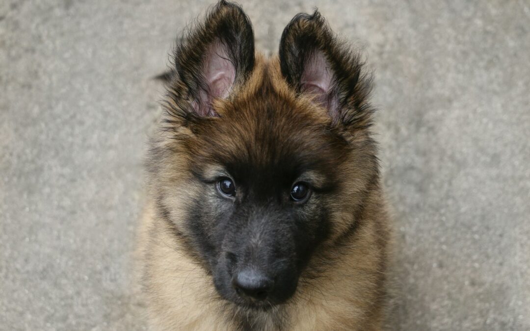 When Do Dogs Stop Growing? Understanding Your Dog’s Growth Timeline