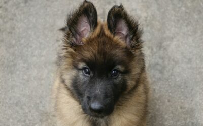When Do Dogs Stop Growing? Understanding Your Dog’s Growth Timeline