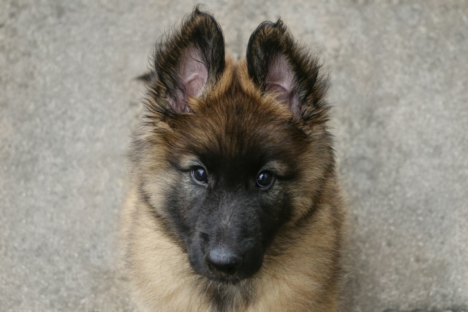 when do dogs stop growing