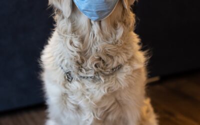 Why Does My Dog Keep Coughing? Common Causes Every Pet Parent Should Know