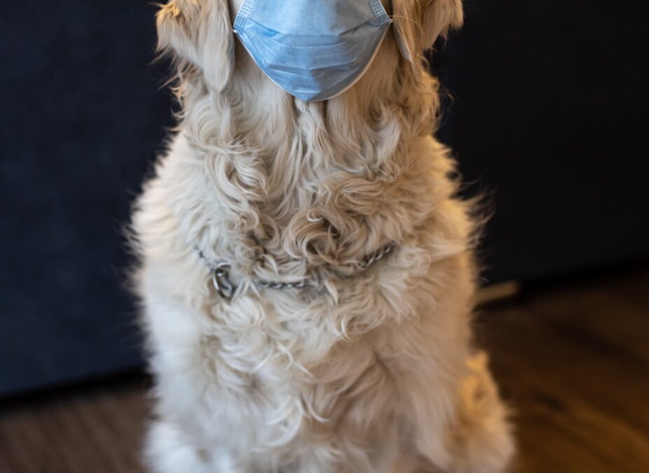 Why Does My Dog Keep Coughing? Common Causes Every Pet Parent Should Know
