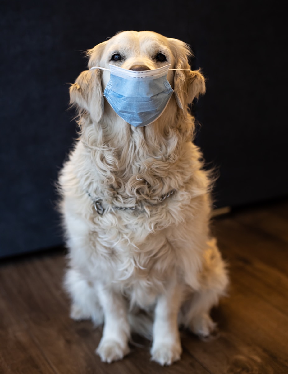 why does my dog keep coughing