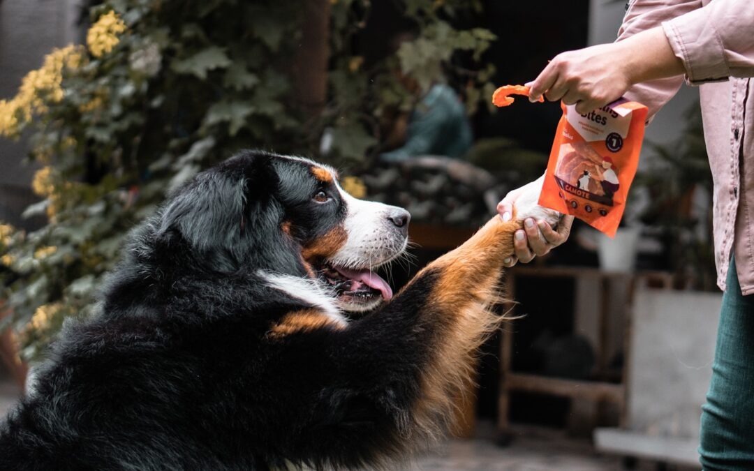 Top Puppy Training Treats: Choosing the Best Rewards for Success