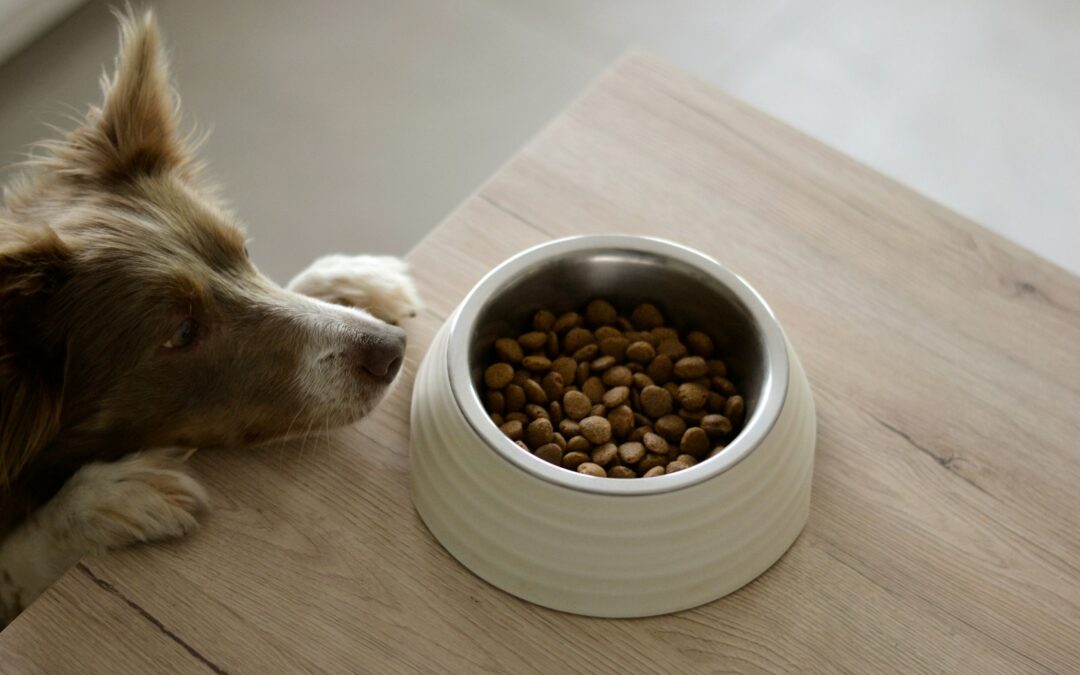 Why Is My Dog Not Eating His Food? Common Reasons and Solutions
