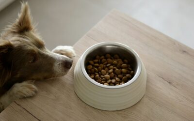 Why Is My Dog Not Eating His Food? Common Reasons and Solutions