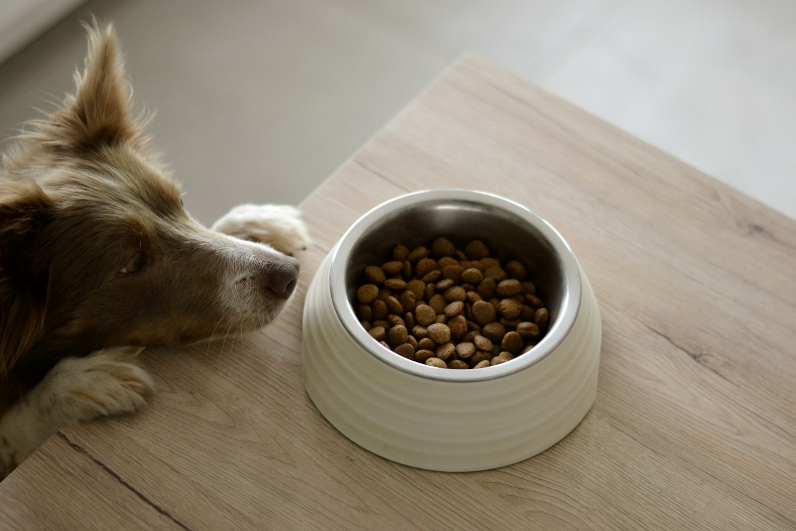 why is my dog not eating his food